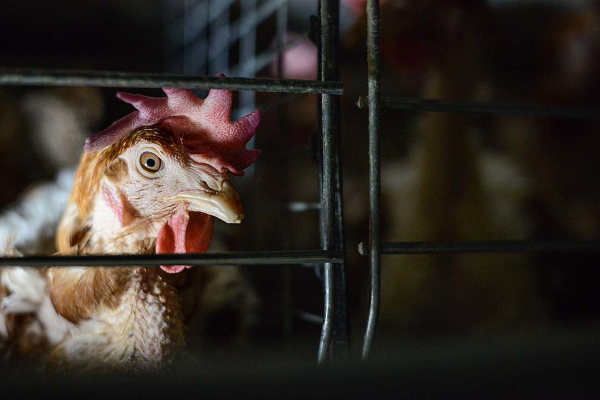 Gallina en centro de explotación para producción de huevos